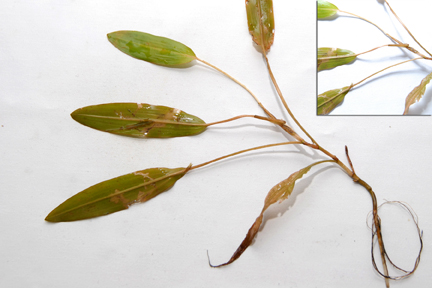 American Pond Weed